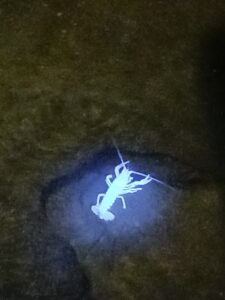glowing crawfish at cumberland caverns