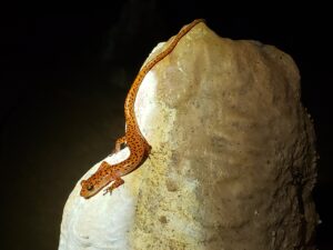 cave salamander on a rock